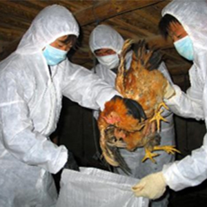 نگرانی از شیوع آنفلوآنزای پرندگان در اروپا