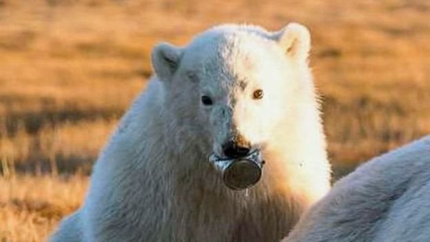عکس/زباله دردسرساز برای توله خرس قطبی