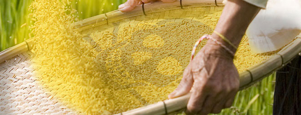 آیا واقعا نیازی به تولید برنج دست کاری ژنتیکی شده وجود دارد؟