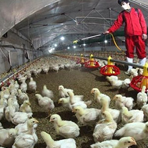 آنفلوآنزای مرغی در تهران به مردم سرایت نمی‌کند