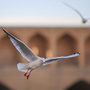 کاهش پرندگان مهاجر در آبگیرهای اصفهان