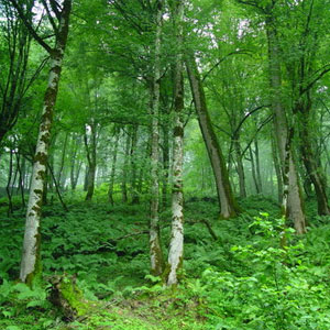 وضعیت جنگل‌های زاگرس از طریق مجامع جهانی پیگیری شود