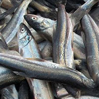 از بین رفتن 148 تن ماهی در سرخون به دلیل آلودگی نفتی!