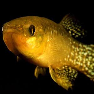 مقاومت گونه ای ماهی در برابر آلودگی های محیط زیستی