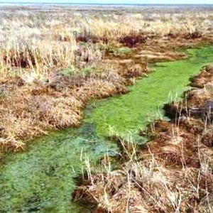 پساب تصفیه نشده عارضه زیست محیطی دریاچه ارومیه
