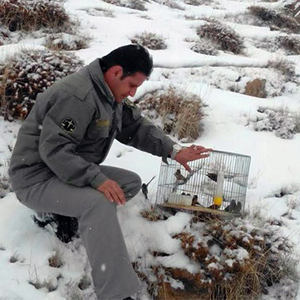 دستگیری صیاد غیر مجاز پرندگان زینتی در پارک ملی لار
