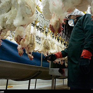بیماری آنفلوانزای فوق حاد پرندگان به ۱۱ استان گسترش یافت
