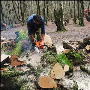 بهره برداری صنعتی از جنگل های شمال ممنوع