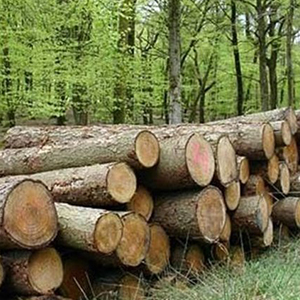 ۳۰سال دیگر جنگل از ایران حذف می شود