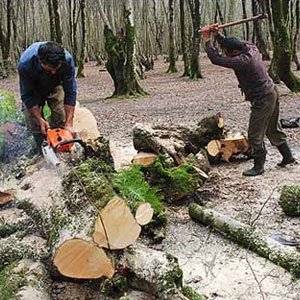 سالانه ۴۰۰هزار هکتار از جنگل‌های شمال تخریب می شود