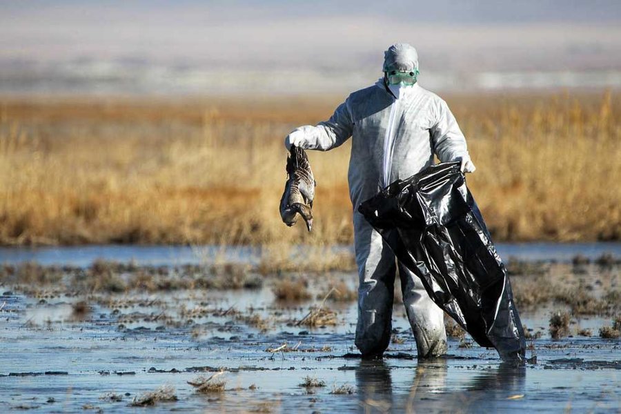 تلفات آنفلوانزای پرندگان در تالاب میقان اراک به 2422 لاشه رسید