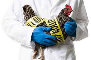 کفش انسان و چرخ ماشین ها عامل انتقال آنفولانزای مرغی