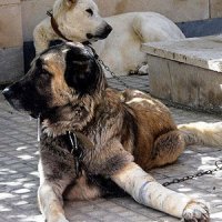 هراس از تکرار سگ‌کشی در تهران