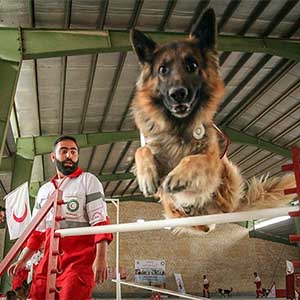 تهران ۱۲.۸۰۰.۰۰۰ نفری چه تعداد «سگ نجات» نیاز دارد