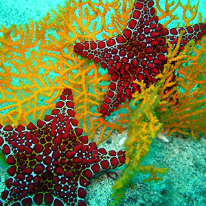 مرجان‌ها تا سال 2100 می‌میرند