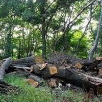 تخریب جنگل های شمال برای ساخت و ساز/درختان زاگرس برای تهیه زغال های بسته‌بندی قطع می‌شوند