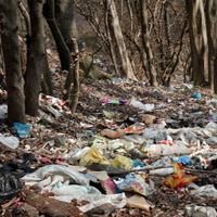 زباله‌ها قاتل درخت‌های کهنسال