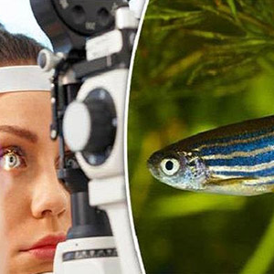 درمان نابینایی با ماده شیمیایی مغز ماهی