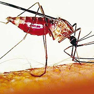 پیشگیری از بازگشت مالاریا، از چالش‌های پیش رو است