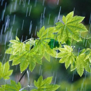 بارش باران در استان‌های غربی