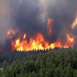 آتش به جان ٢٥٠ هکتار از جنگل‌های ایران