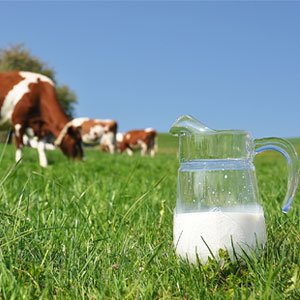 مواد مغذی کدام نوع شیر بیشتر است؟