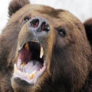 حمله خرس به یک زن ۵۵ ساله