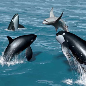 آیا حضور نهنگ قاتل در آب‌های ایران جای نگرانی دارد؟