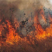 افزایش موارد آتش سوزی درمناطق حفاظت شده ازابتدای سالجاری/جنگل ها مستعد آتش سوزی