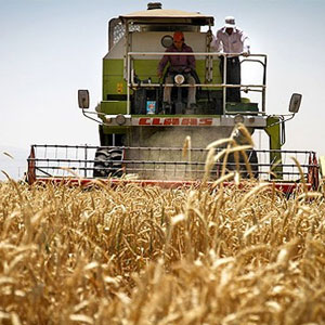 فائو: تولید گندم ایران امسال 25 درصد بیش از میانگین 5 سال اخیر می‌شود