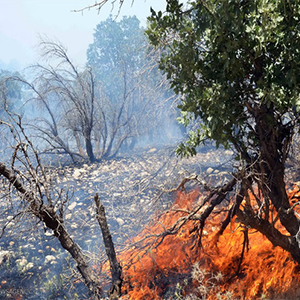 1500 متر جنگل گلستان در آتش سوخت