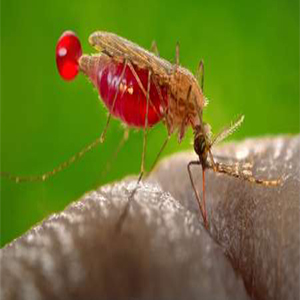 کاهش فعالیت پشه‌های ناقل مالاریا با نور شدید