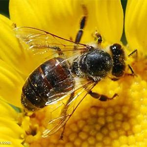 درمان سلول های سرطانی با نیش نانو زنبور