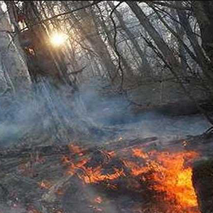 درخواست محیط زیست برای اشد مجازات آتش‌افروزان جنگل‌ها ومراتع