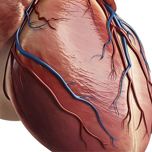 امکان بازسازی سلول های قلب در آینده وجود دارد