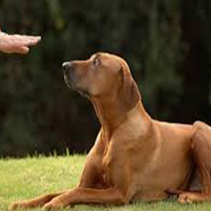 قدرت بویایی سگ ها و تشخیص زودهنگام پارکینسون