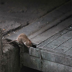 تعداد عجيب موش‌هاي پايتخت/اگر زلزله‌اي رخ دهد،موش ها چه بلايي بر سر افراد گرفتار در زير آوار خواهند آورد؟