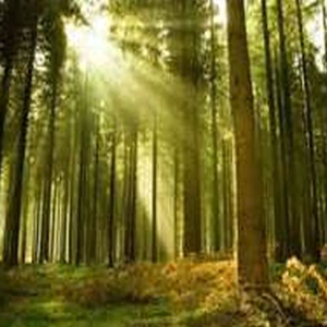 فائو دستورالعمل‌های جدیدی به کشورهای عضو برای پایش ملی جنگل ها ارائه کرد