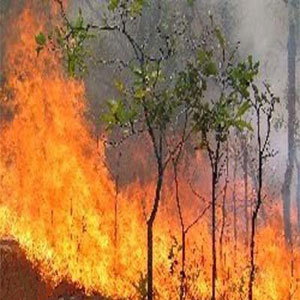 درخواست مسئولان از جوامع محلی برای خاموشی آتش جنگل‌ها