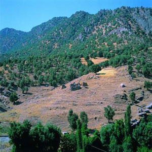 معدنکاوی در جنگل‌های البرز مرکزی مغایر با مصوبه شورای امنیت ملی است