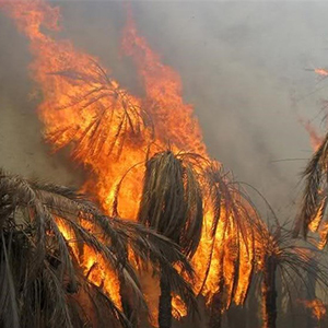 نابودی 470 نخل در آتش سوزی در سراوان