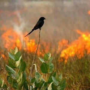 عکس/قربانیانی که بی‌صدا در آتش جنگل‌های کردستان سوختند