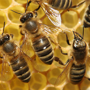 درمان‌ فوری زنبور گزیدگی