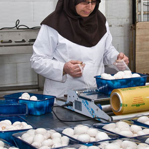 گزارشی از یک روز با زنان بسته‌بند قارچ که جبر زندگی، آنان را در یک کارگاه جمع کرده است