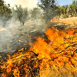 ردپای خرابکاران در آتش‌سوزی جنگل‌ها
