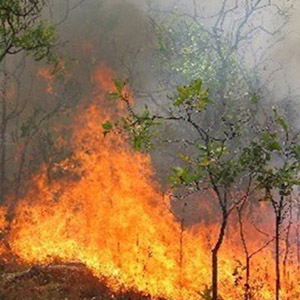 آتش سوزی ۲۰۰ هکتار از اراضی میانکاله