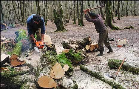 پرسه مافیای قاچاق چوب در جنگل‌های ایران