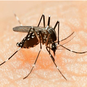 هشدار شیوع بیماری های تب زرد ،دنگی و مالاریا در دهلی نو