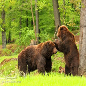 مصدومیت ٩ نفر با حمله خرس‌ها