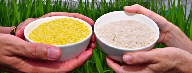 برخلاف گزارش سخنگوی وزارت بهداشت، هیچ آزمایشی بر روی برنج تراریخته ایرانی انجام نگرفته است